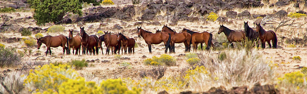 Horse Photograph - Large Wild Horse Herd Nevada Among Yellow Flowers by Waterdancer