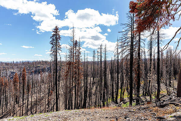 Sky Photograph - Lassen National Park Forrest Fire by Ed Clark