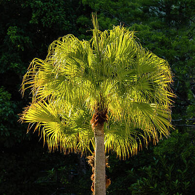 Tree Photograph - Last Light by David Fountain