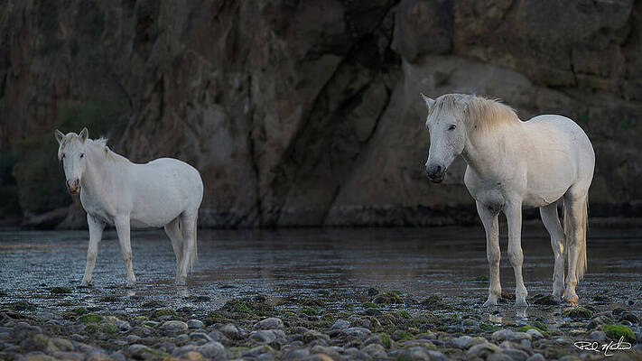 Arizona Photograph - Last Light. by Paul Martin