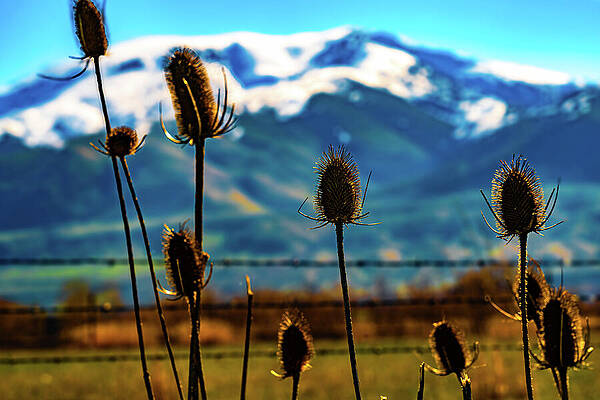 Nature Wall Art featuring the photograph Late Season Thistles by Tommy Farnsworth
