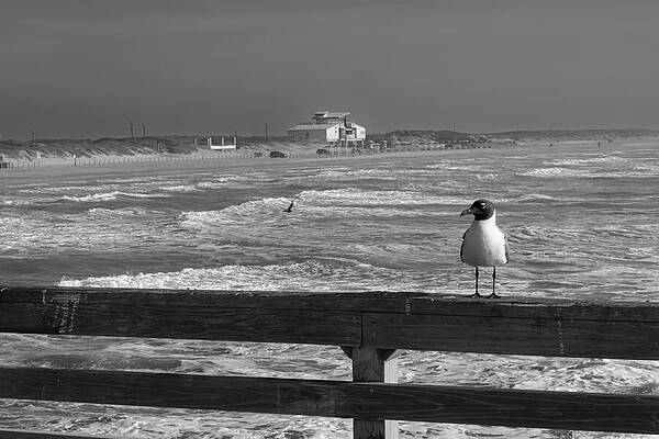 Seagull on Pier Overlooking Ocean Wall Art
