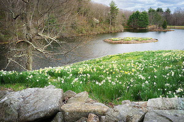 Nature Wall Art featuring the photograph Laurel Ridge Foundation Daffodils #2 by Dave King