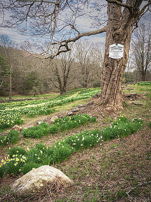 Flower Wall Art featuring the photograph Laurel Ridge Foundation Daffodils by Dave King