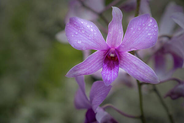 Hawaii Wall Art featuring the photograph Lavender And Magenta Orchid In Morning Dew by Nancy Gleason
