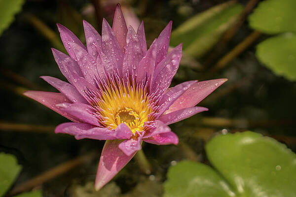 Hawaii Wall Art featuring the photograph Lavender Water Lily In Kauai Garden #1 by Nancy Gleason