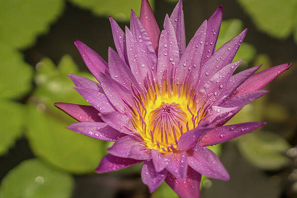 Hawaii Wall Art featuring the photograph Lavender Water Lily In Kauai Garden #3 by Nancy Gleason