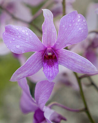 Hawaii Wall Art featuring the photograph Lavender And Magenta Orchid In Kauai Garden by Nancy Gleason
