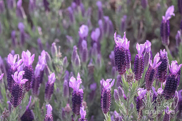 Wall Art featuring the photograph Lavender Field by D Lee