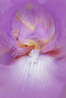 Flower Photograph - Lavender Iris Flower by Susan Candelario