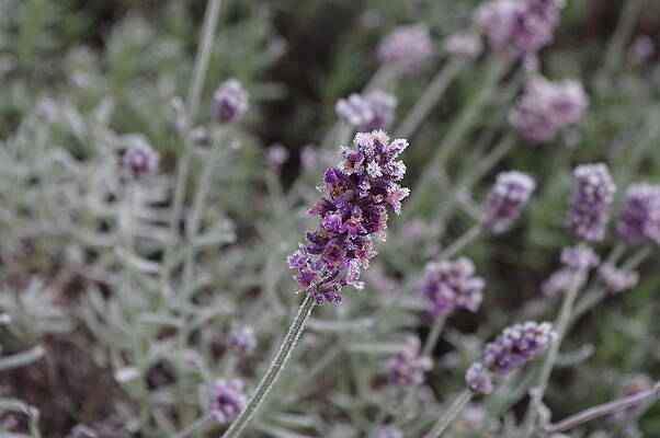 Nature Photograph - Lavender On Ice 2 by Murray Croft