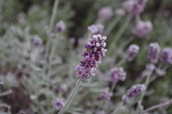 Nature Photograph - Lavender On Ice by Murray Croft