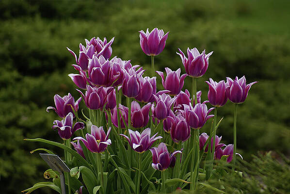 Wisconsin Photograph - Lavender Tulip Cascade by Deb Beausoleil