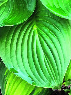 Wall Art featuring the photograph Layers, Lines And Droplets by Rick Locke - Out of the Corner of My Eye