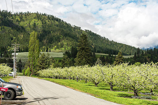 Washington Photograph - Layers Of Green by Tom Cochran