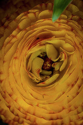 Flower Photograph - Layers Of Love by Nova Rae