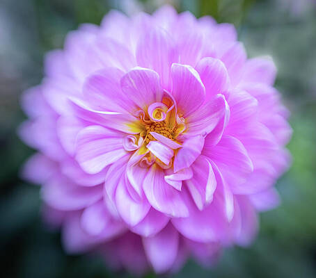 Wall Art featuring the photograph Layers Of Pink by Mary Jo Allen