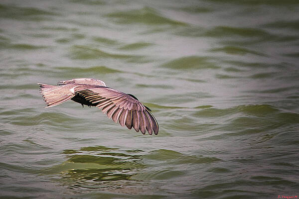 Wall Art featuring the photograph Leach's Storm Kestrel by Rene Vasquez