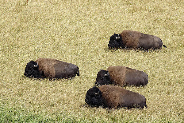 Wild Wall Art featuring the photograph Leading The Pack At The Buffalo Races -- American Bison In Yellowstone National Park, Wyoming by Darin Volpe
