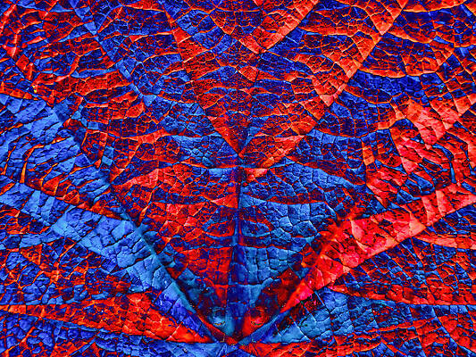 Abstract Photograph - Leaf Abstract by Bruce Block