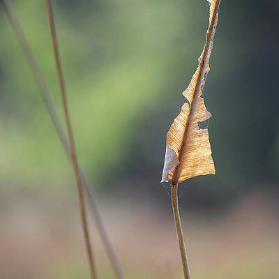 Natural Florida Photograph - Leaf And Stems by Decoris Art