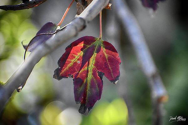 Nature Photograph - Leaf Color Change by David McKinney
