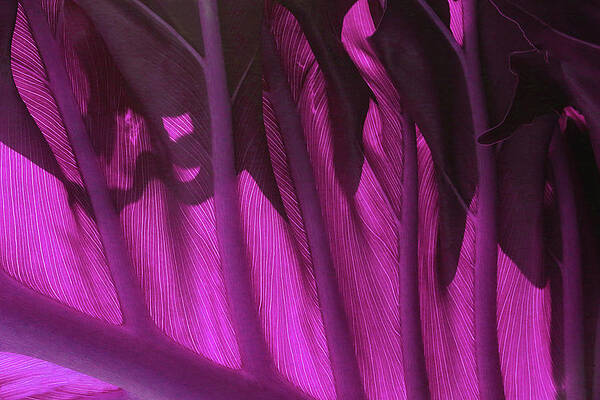 Abstract Photograph - Leaf Detail 1 - Magenta by Ron Berezuk