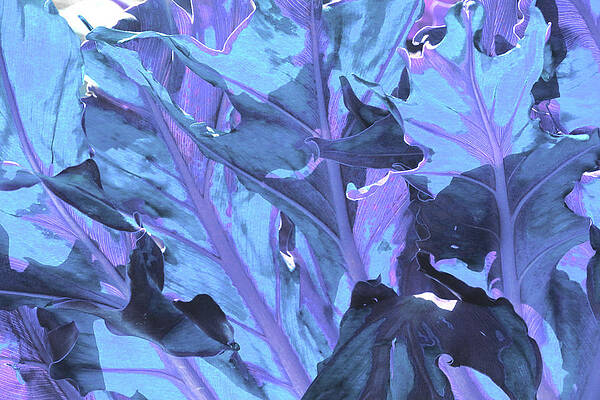 Blue Wall Art featuring the photograph Leaf Detail 2 - Fantasia by Ron Berezuk
