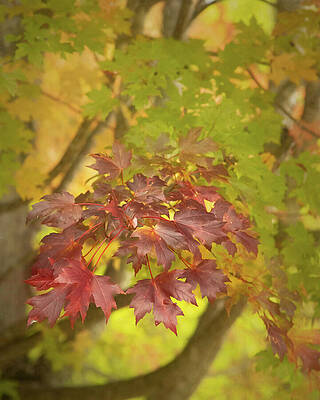 Wall Art featuring the photograph Leaf Peeping by Dodie Ross