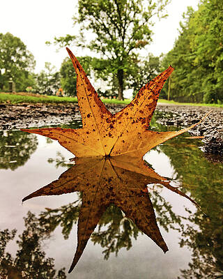 Country Wall Art featuring the photograph Leaf Reflections by Greg Lane