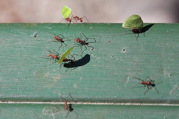 Natural Photograph - Leafcutter Ants, Panama by Tatiana Travelways