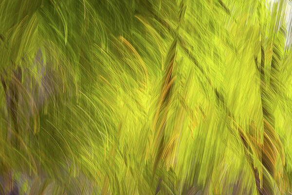 Abstract Photograph - Leafy Abstract #1 by Linda Ryma