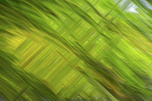 Abstract Photograph - Leafy Abstract #2 by Linda Ryma