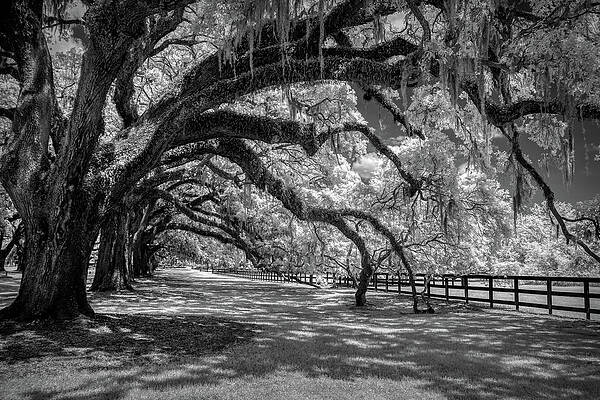 Natural Photograph - Lean On Me by Maryanne Keeling