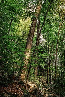 Tree Photograph - Leaning Light by Rich Kovach