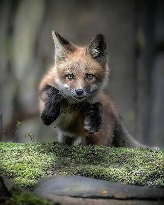 Beautiful Wall Art featuring the photograph Leap Of Faith by James Overesch