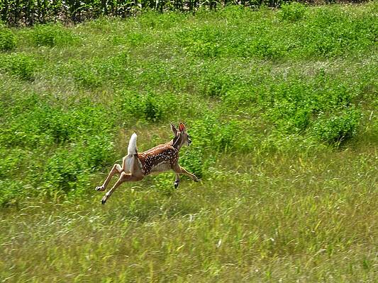 Wildlife Wall Art featuring the photograph Leaps And Bounds by Amanda R Wright