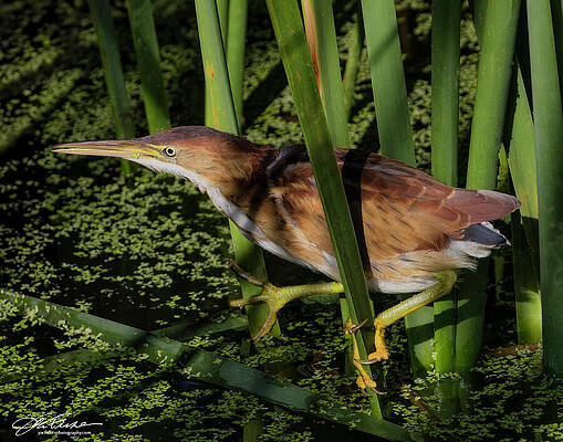 Heron Amidst Reeds Wall Art