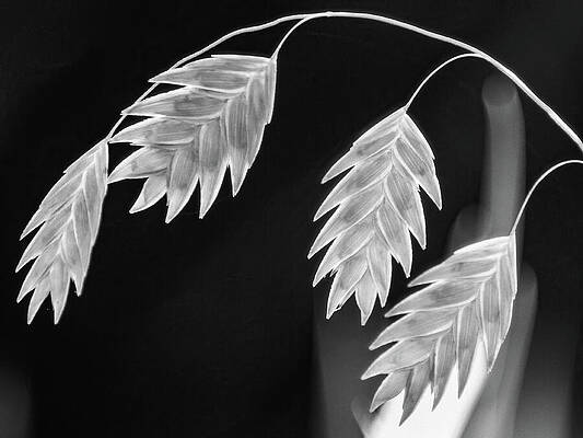 Delicate Wall Art featuring the photograph Leaves A Leaning by Dodie Ross