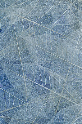 Abstract Photograph - Leaves Abstract Blue by Printed View