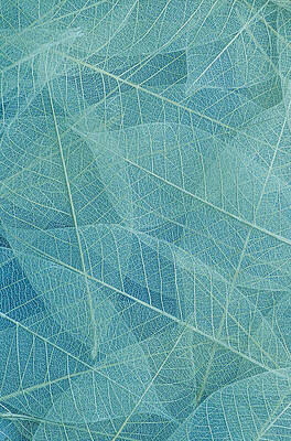 Abstract Photograph - Leaves Abstract Nature Green by Printed View