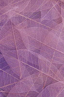 Abstract Photograph - Leaves Abstract Nature Purple by Printed View