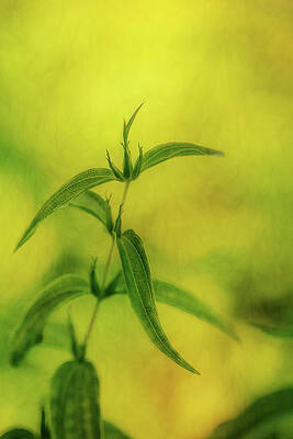 Wall Art featuring the photograph Leaves Of Green by Mary Jo Allen