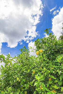 Greenery Photograph - Lemon Tree by Nova Rae