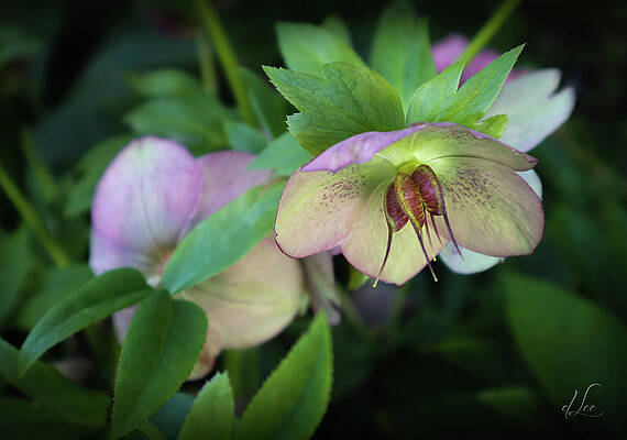 Green Photograph - Lenten Rose In Full Display by D Lee