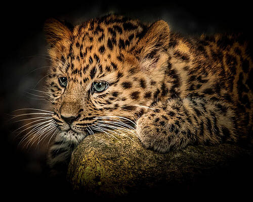 Landscape Photograph - Leopard Cub by Chris Boulton