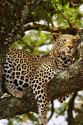 Tree Photograph - Leopard In Tree, On Safari by Bonnie Colgan