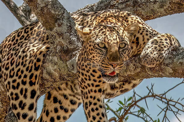 Leopard Resting on a Tree Branch Wall Art