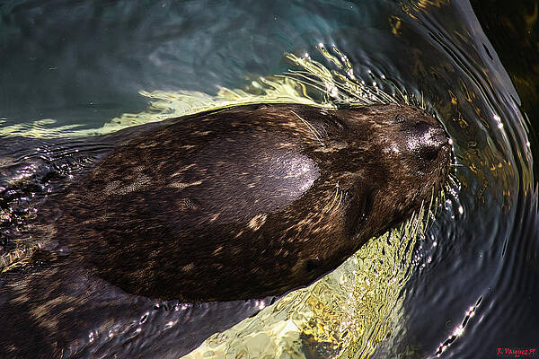 Animal Photograph - Leopard Seal by Rene Vasquez