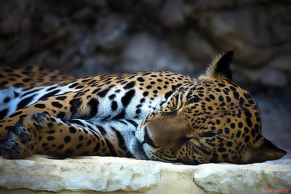 Animal Photograph - Leopard Sleeping by Rene Vasquez